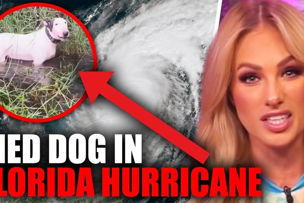 Dog Abandoned in Hurricane Milton Sparks Outrage and New Florida Law