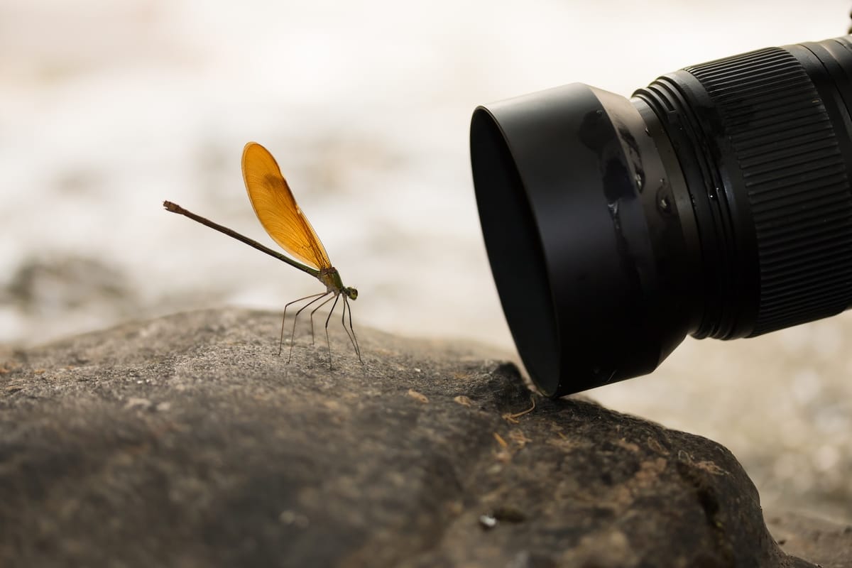 A Comprehensive Beginner's Guide to Photography with a Macro Lens