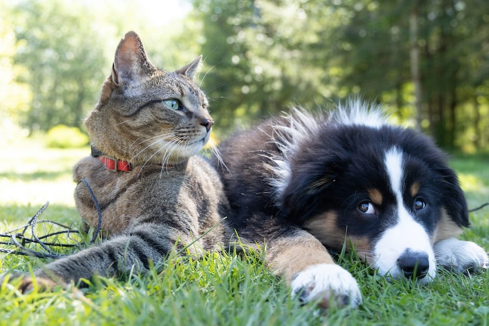 Image of a cat and dog in the grass with trees in the background.