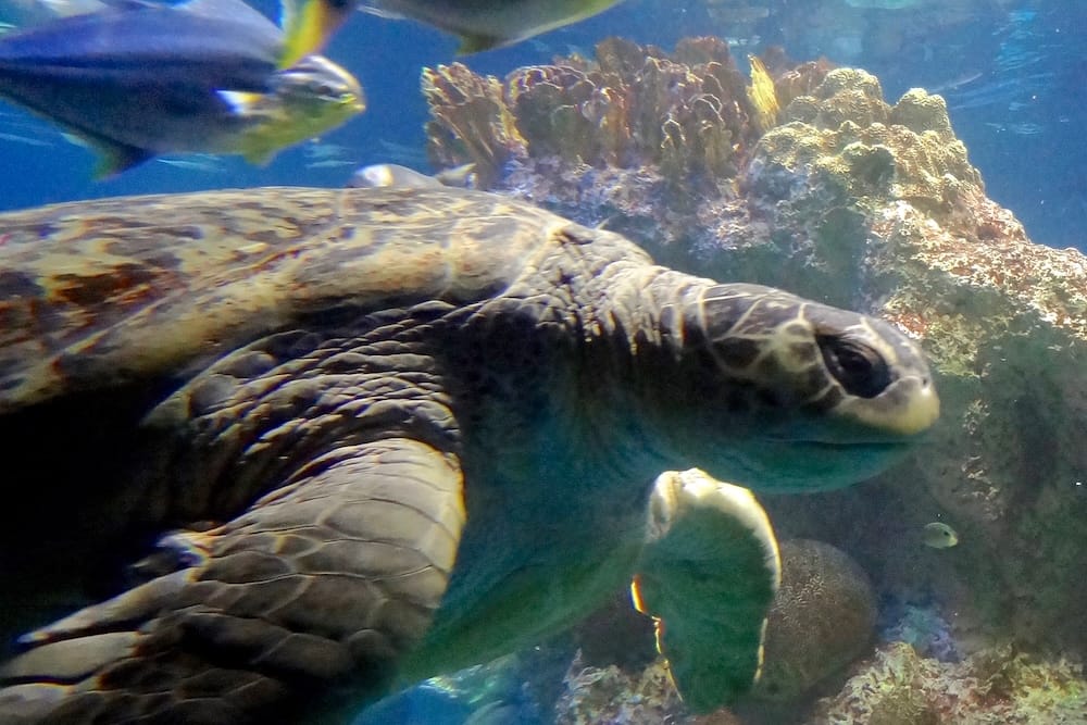 Boston's Beloved Myrtle the Turtle: The 90-Year-Old Queen of the New England Aquarium