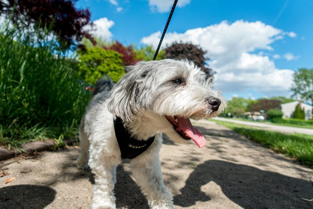 How Fostering or Walking a Shelter Dog Can Add Years of Joy and Health to Your Life