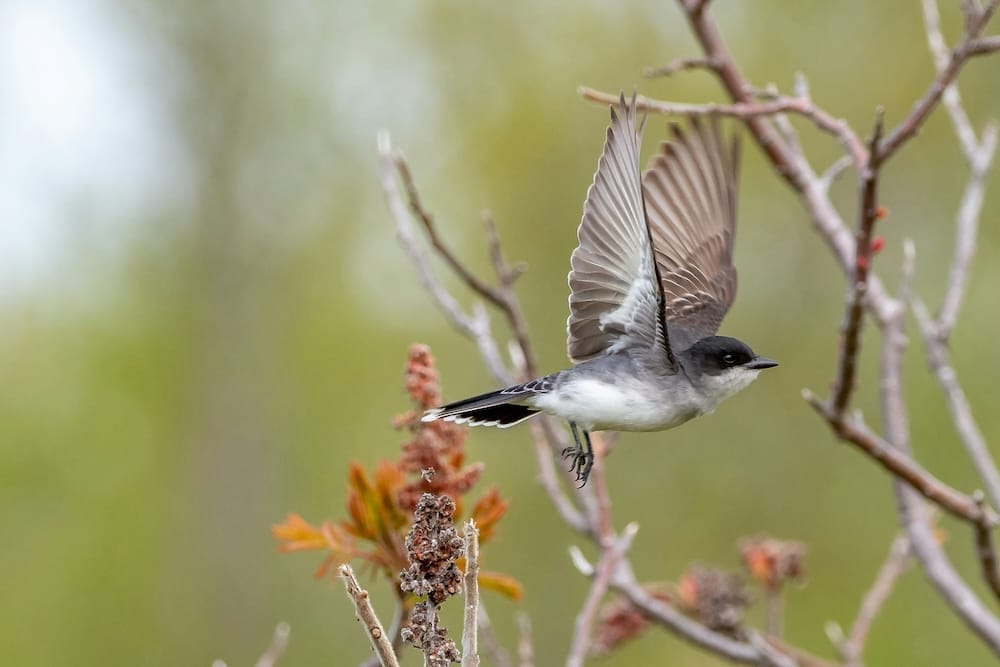 Bird Watching Grows as America's Favorite Backyard Hobby: Top 5 Bird ID Apps Ranked for 2026