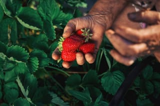 Image of freshly picked strawberries held by a senior woman