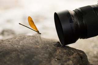 Picture of a photographer using a macro lens for a close up picture of a dragonfly