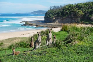 Picture of kangaroos by Pretty Beach in Australia