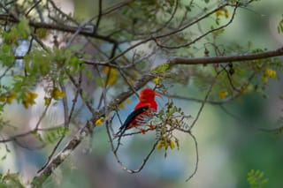 Image of a red bird sitting on a tree branch