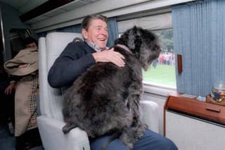 Photo of Lucky the dog hitching a ride on President Reagan's lap for a weekend at Camp David.