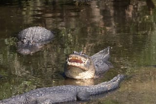 Picture of 3 alligators in a body of water 