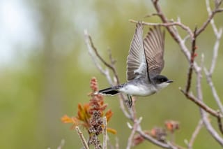 Image of a bird flying near a bush.