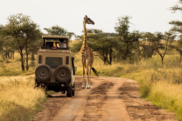 Picture of senior citizens on an African safari near a giraffe