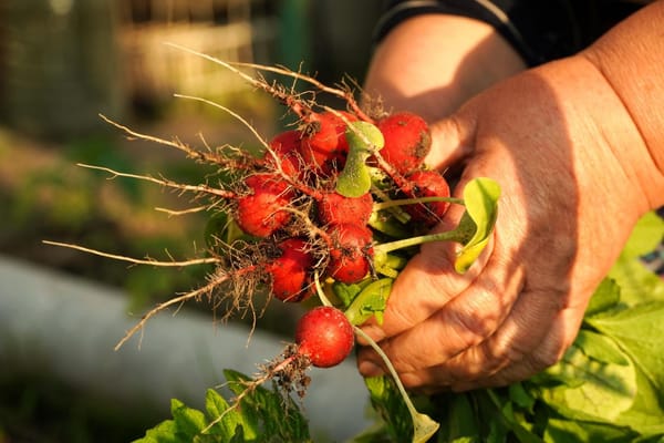 Image of freshly picked radishes held by a senior woman