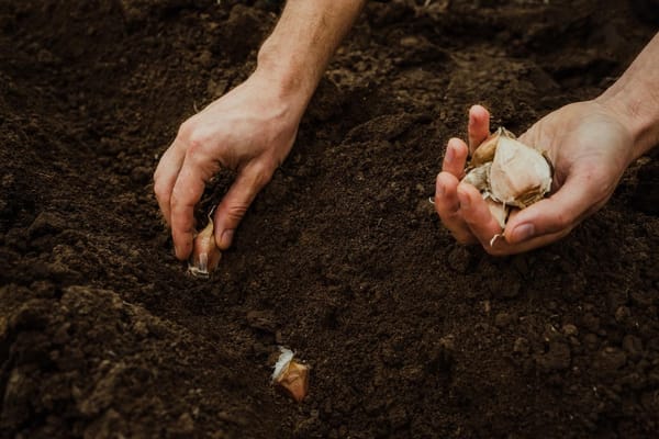 Image of garlic being planted