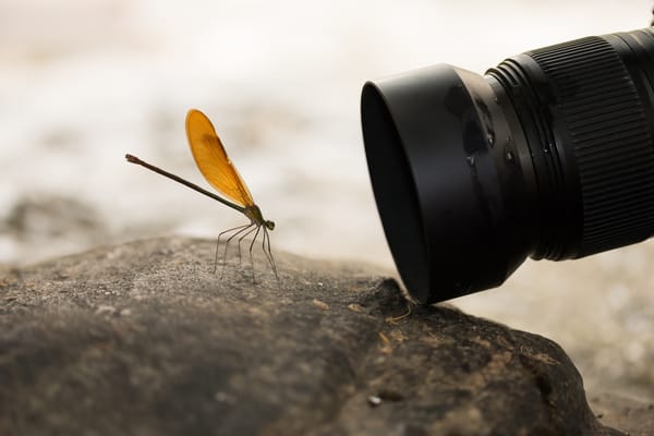 Picture of a photographer using a macro lens for a close up picture of a dragonfly