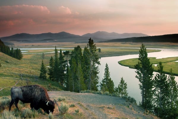 Picture of a bison in Yellowstone National Park overlooking a river 