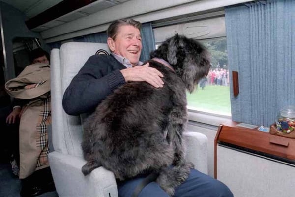 Photo of Lucky the dog hitching a ride on President Reagan's lap for a weekend at Camp David.