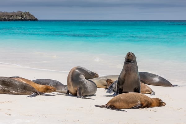 Picture of sea lions on the beach in the Galapagos Islands