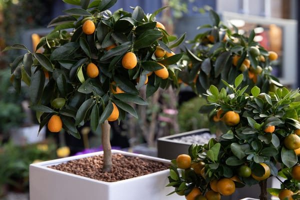 Photo of a dwarf orange tree