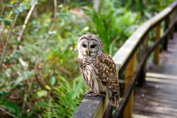 Picture of an owl in the Florida Everglades 