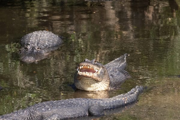 Picture of 3 alligators in a body of water 