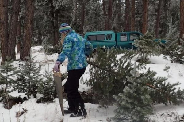Picture of a woman cutting down a tree on public lands 