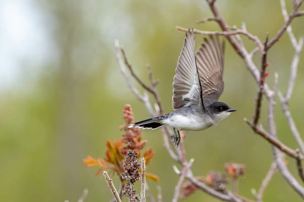 Image of a bird flying near a bush.